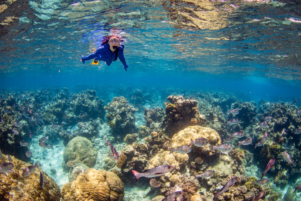 February 8 – Snorkeling and Scuba Diving in the Great Barrier Reef – a ...